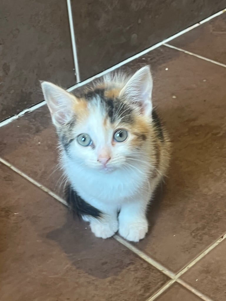 image for 11 week old kittens 