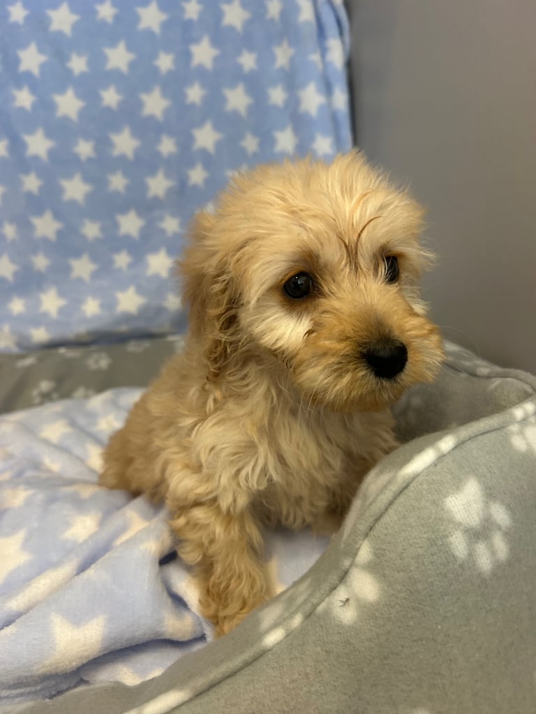 5 boy cockapoo puppies for sale