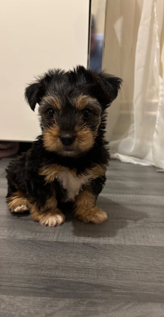 Chawkie puppy 