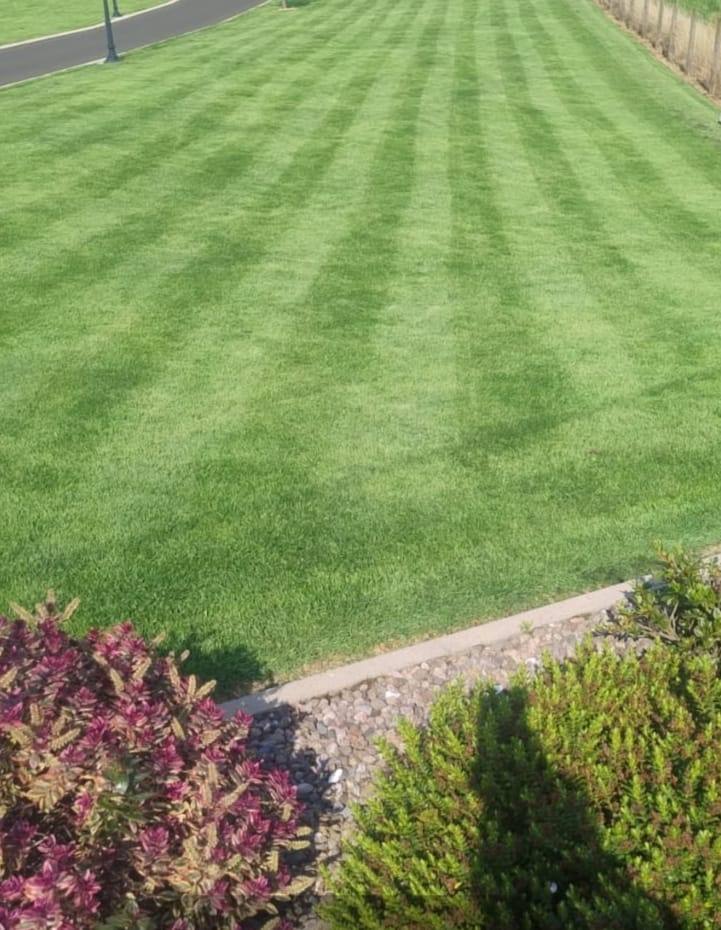 image for Maintenance and Gardening services 