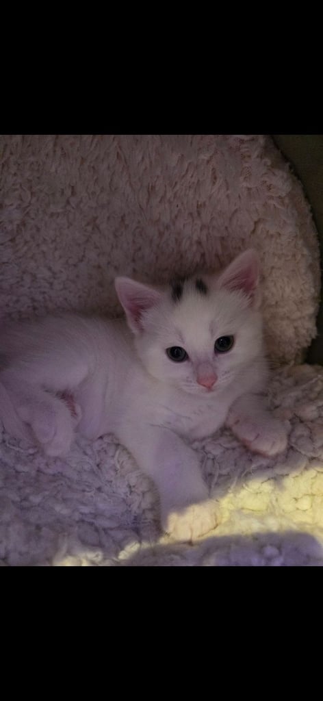 Kitten for sales