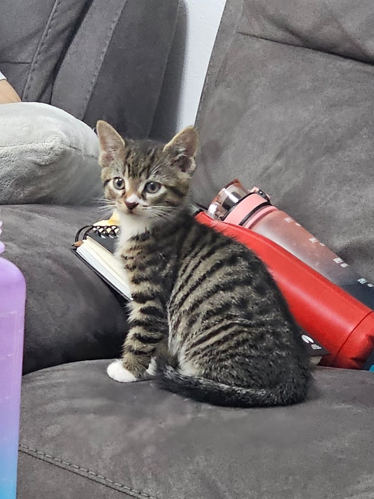 Selling a 9 week old kitten - Mixed Breed