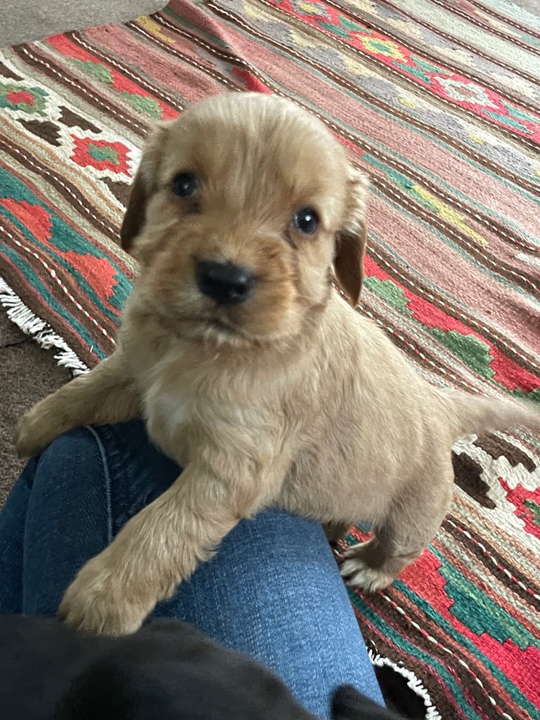 Beautiful cockerdour puppies 