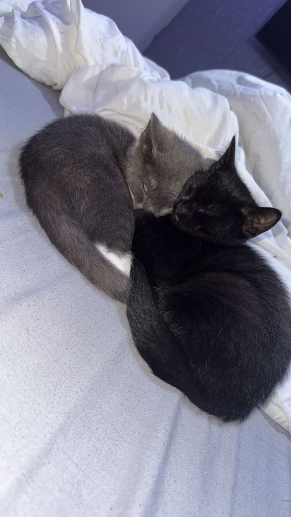 last kitten 