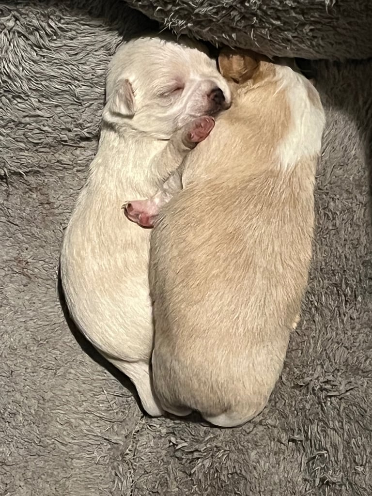 Chihuahua X Toy poodle