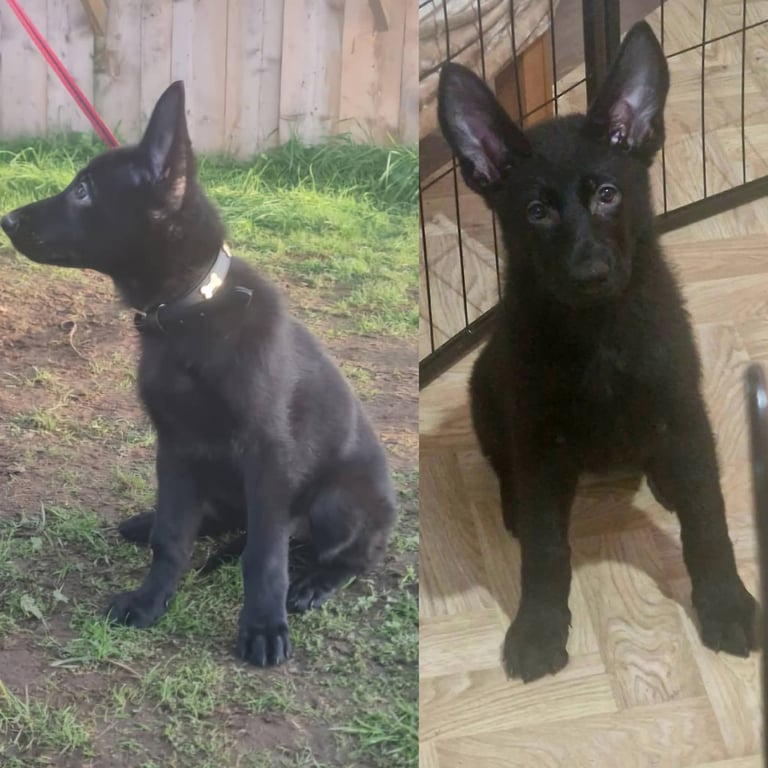 KC Reg German Shepherd Puppies-Ready to leave!