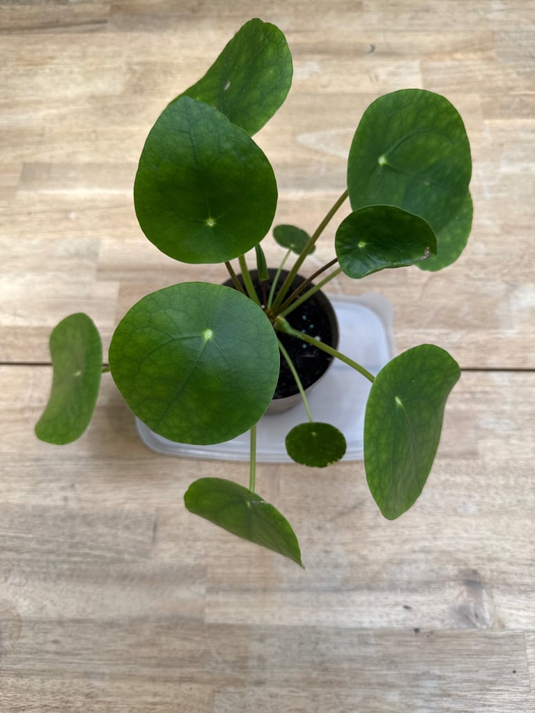 image for Chinese Money Plant also known as Pilea Peperomioides. 