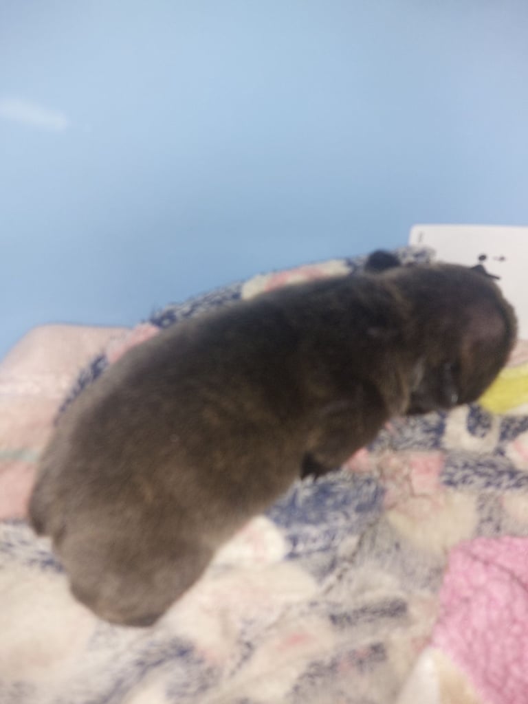 2 female french bulldog puppies merle 