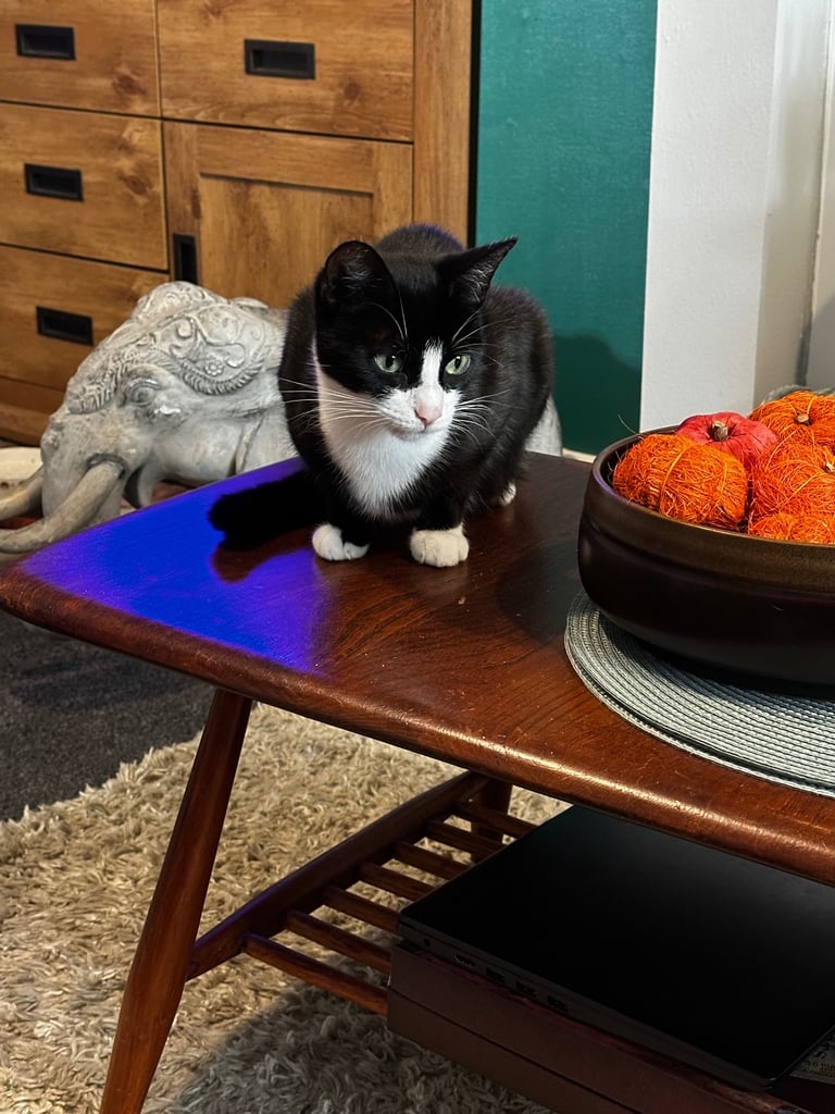 Tuxedo Kittens 🐈‍⬛ 