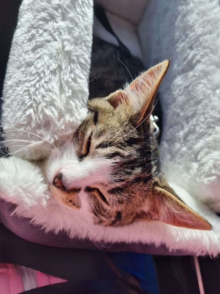 Home needed to re-home adorable kitten