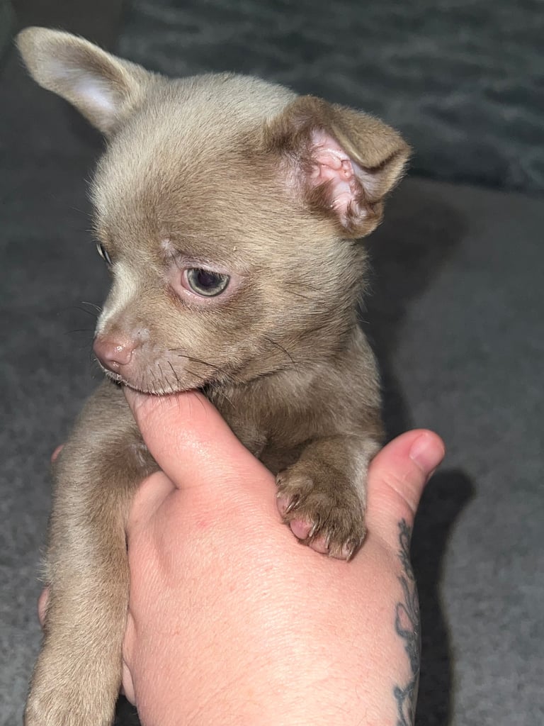 Chihuahua pup 