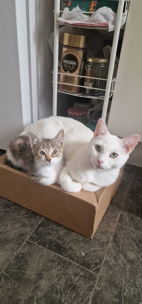 Gorgeous tabby kitten available 