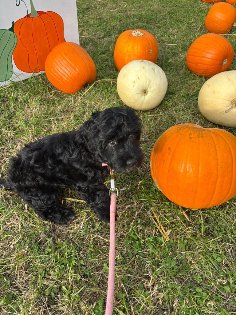 Gorgeous Cock-a-tzu girl