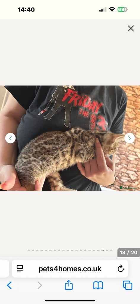 STUNNING BENGAL KITTENS READY NOW 