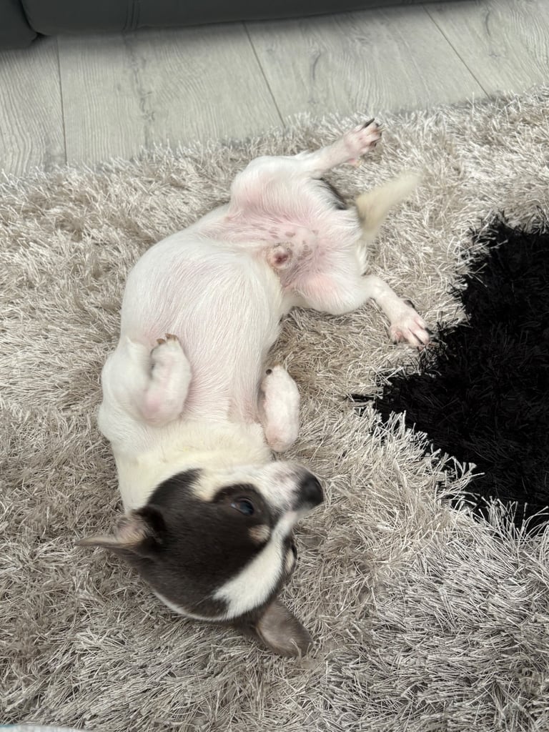 Chihuahua for re homing 