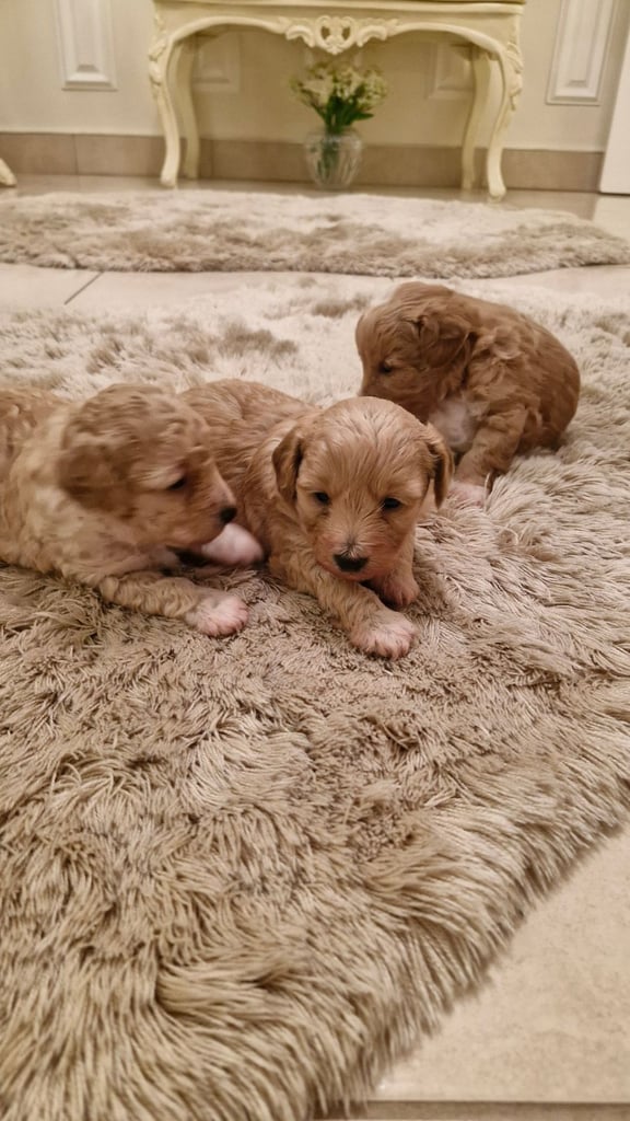 Puppies for sale 