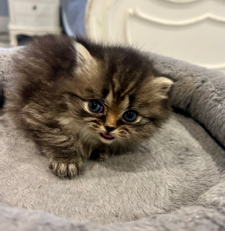 Gorgeous litter of 6 PKD Negative Persian kittens