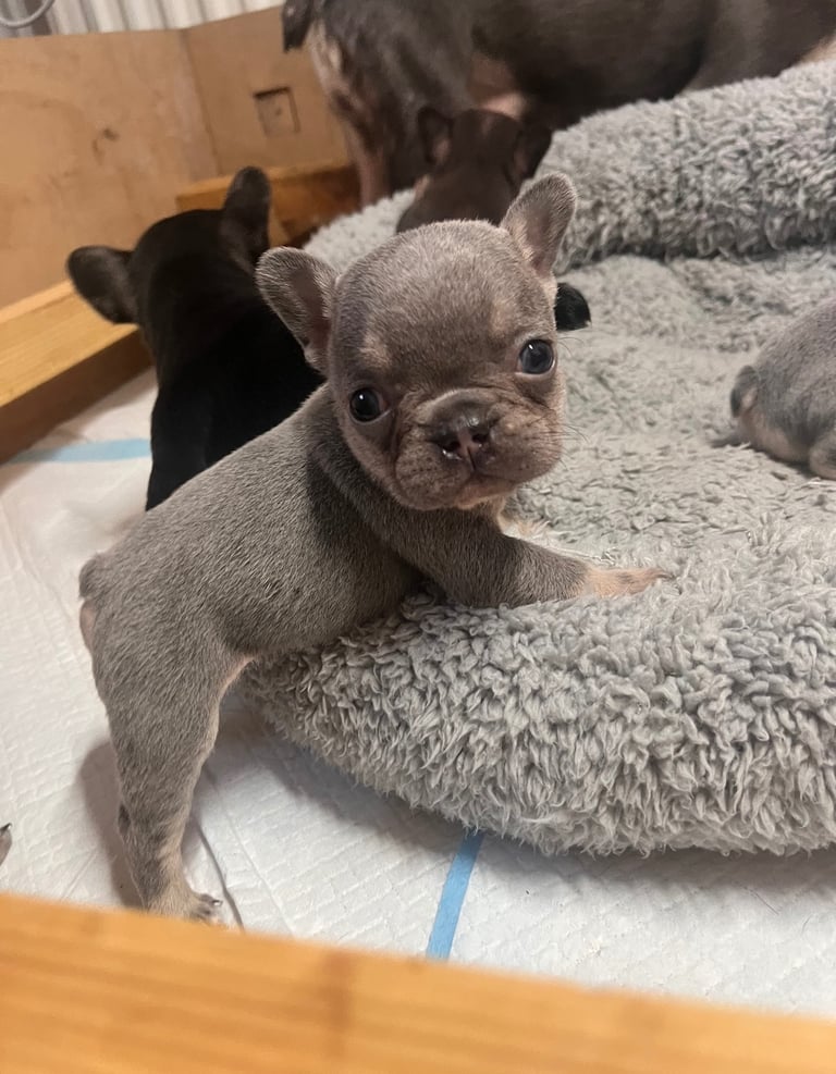 🩷FRENCHIE PUPS FOR SALE🩷