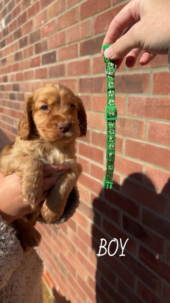 KC Cocker Spaniel Puppies