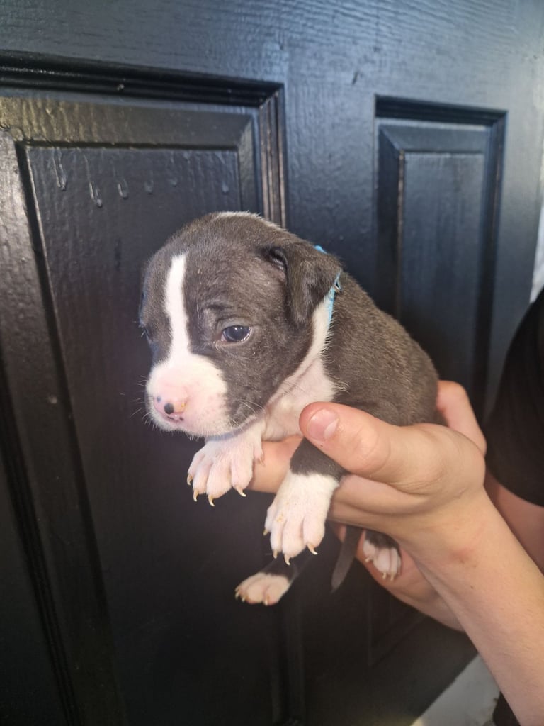 American bulldog pups