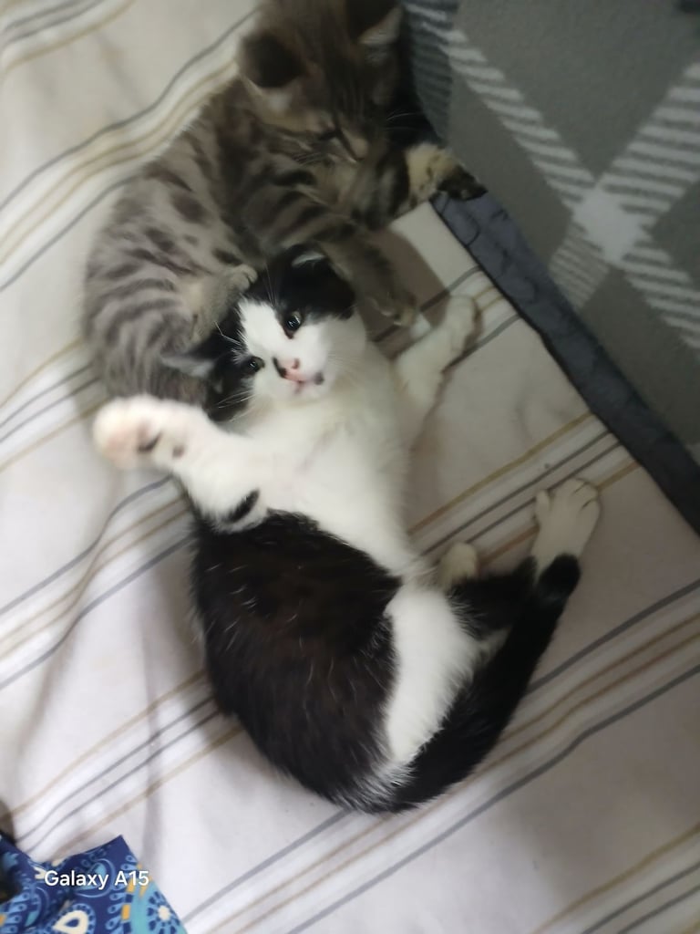 Bengal kittens male females available