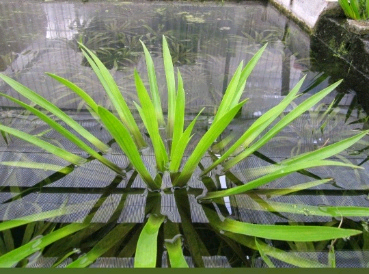 Water soldiers aquatic plants for pond