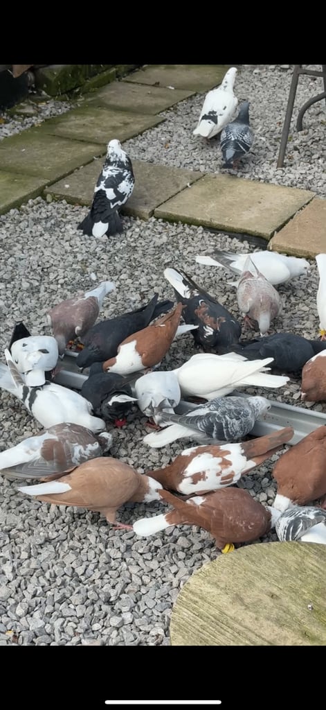 Pigeons 