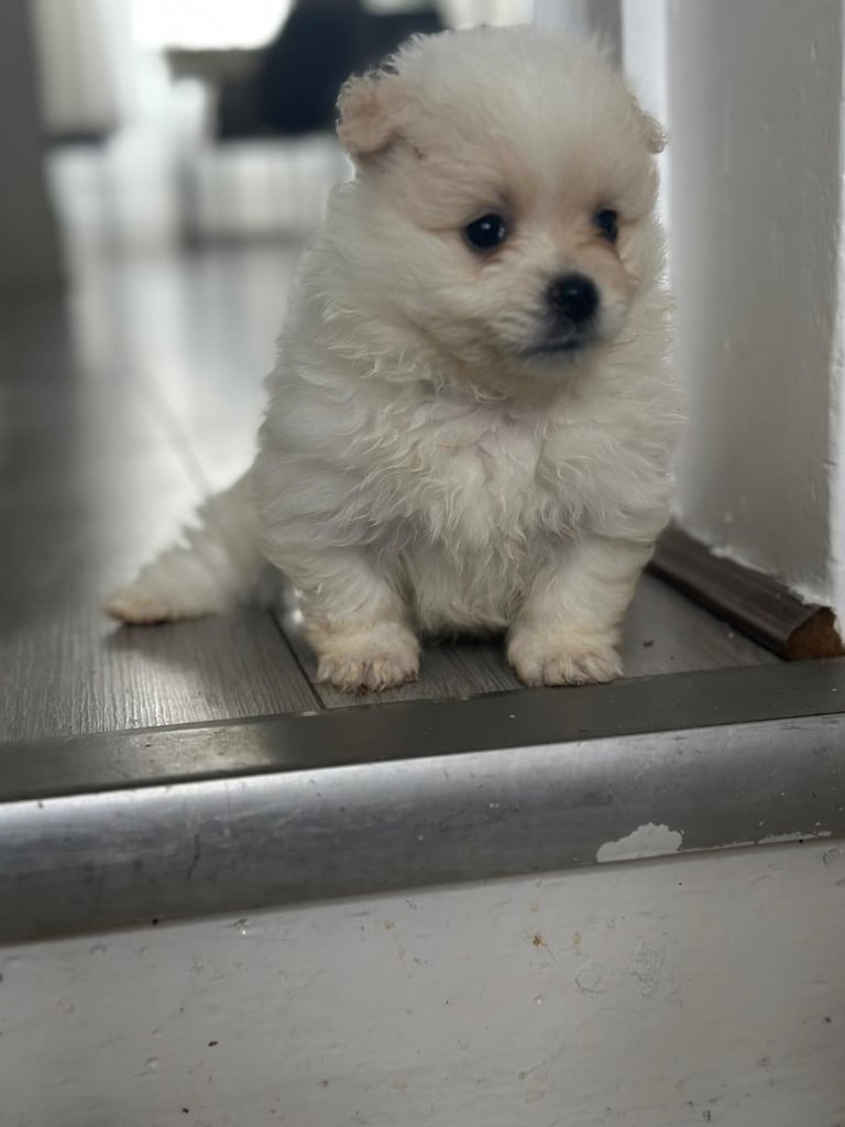 Pomeranian puppys 