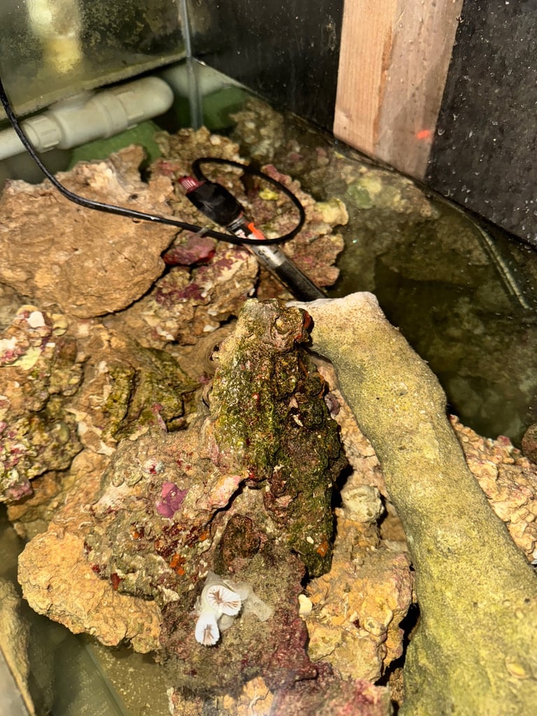 image for Marine live rock 