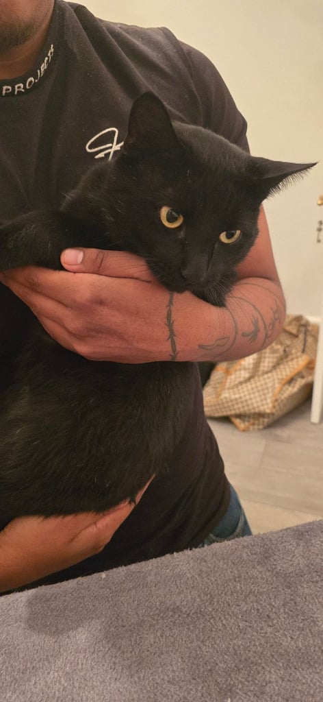 Adopt Cat called (Mike)