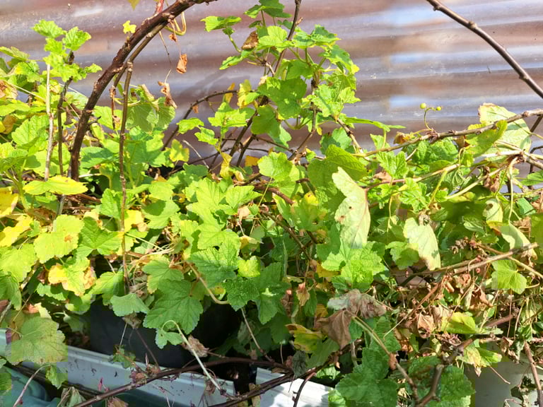 image for Red Current plant