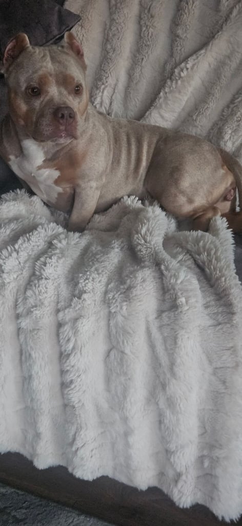 4 year old female micro bully looking for a loving home 