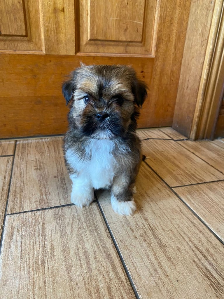 Lhasa apso pups 