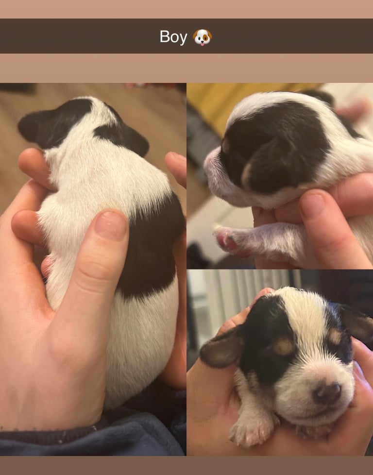 Beautiful Jackapoo Puppies 