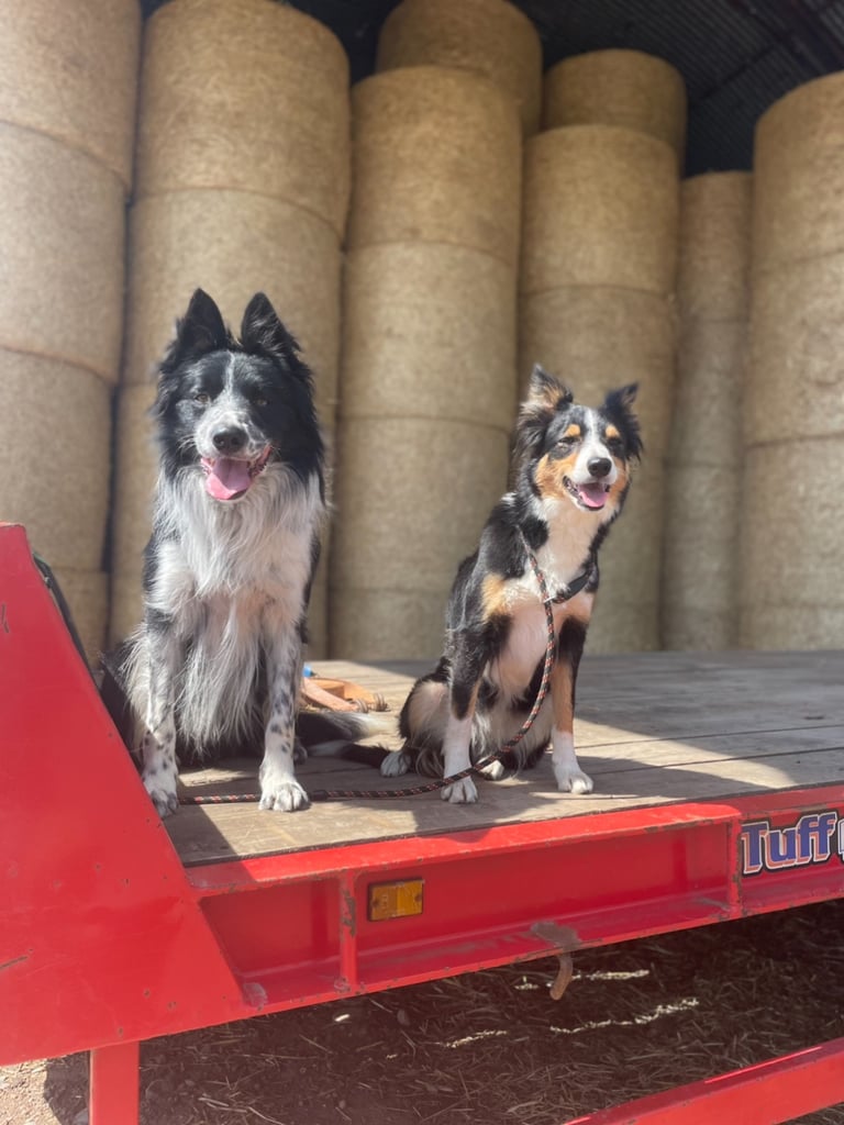 Collie puppies 
