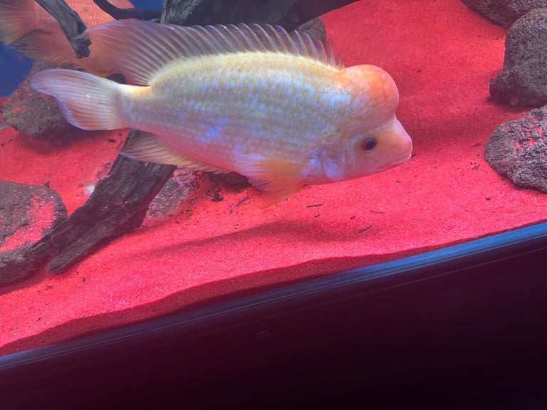 image for American fish for sale