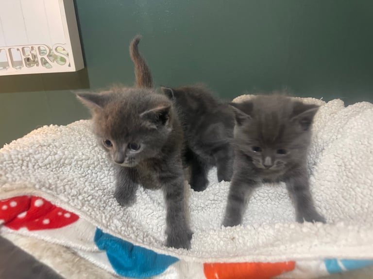 3 grey kittens for sale 