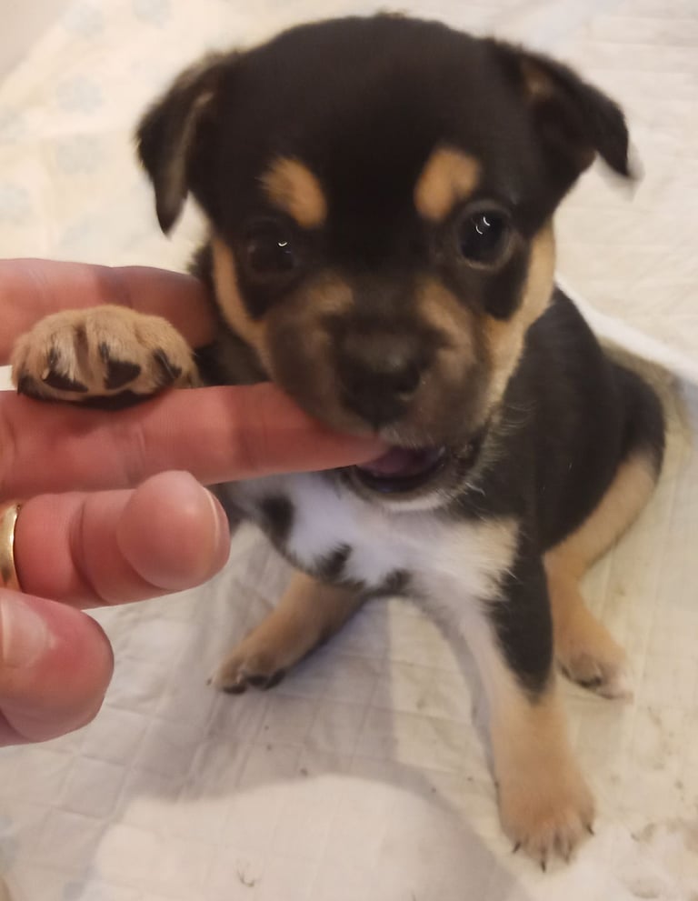 Pug X Collie (Pugollie) Puppies Looking For Their Forever Homes