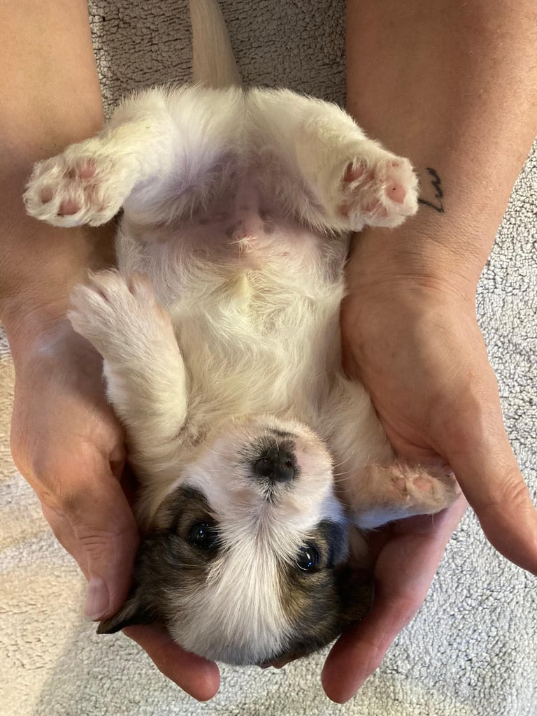 Outstanding Pedigree Jack Russell Puppies