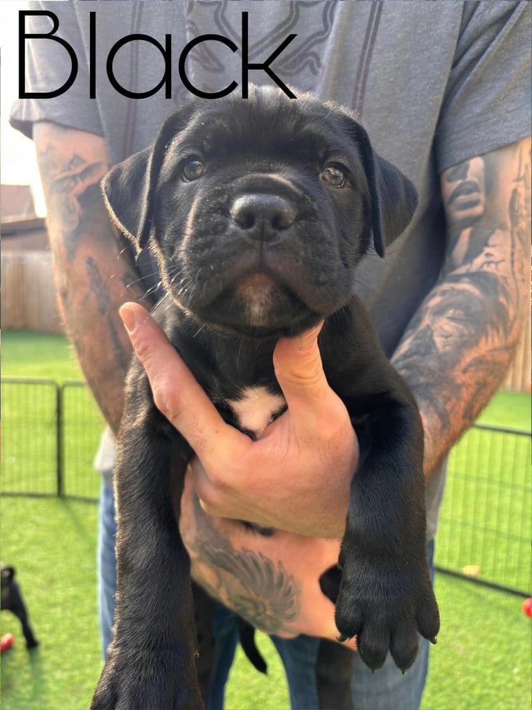 Cane Corso x