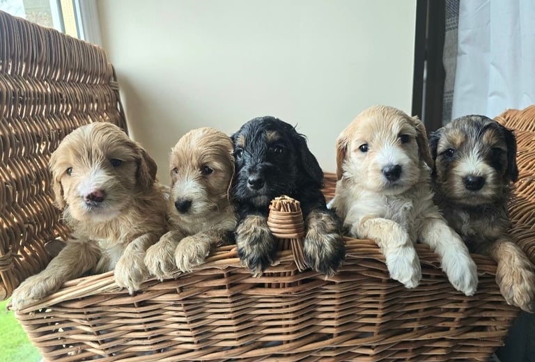 F1 minature cockapoos