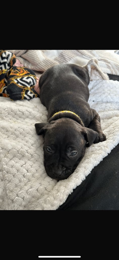 2x staff girls available 