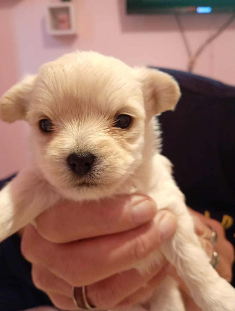 Chorkie girl puppy for sale 