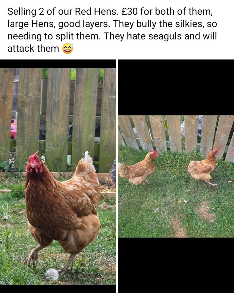Hens