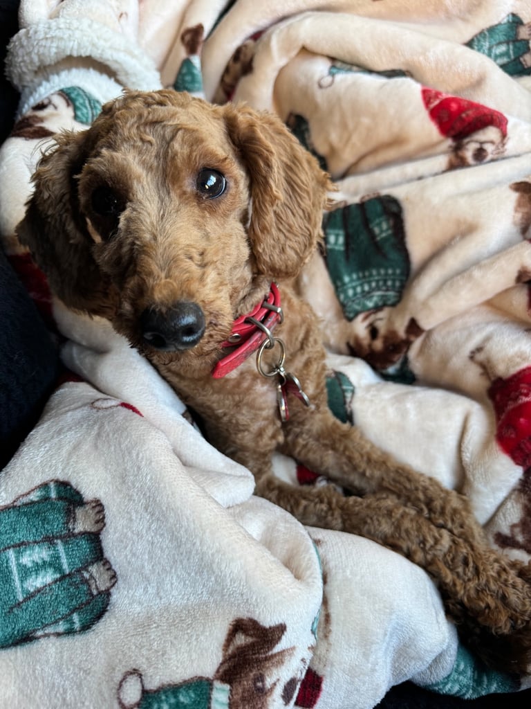 KC Red Fox miniature toy Poodle puppy ready now