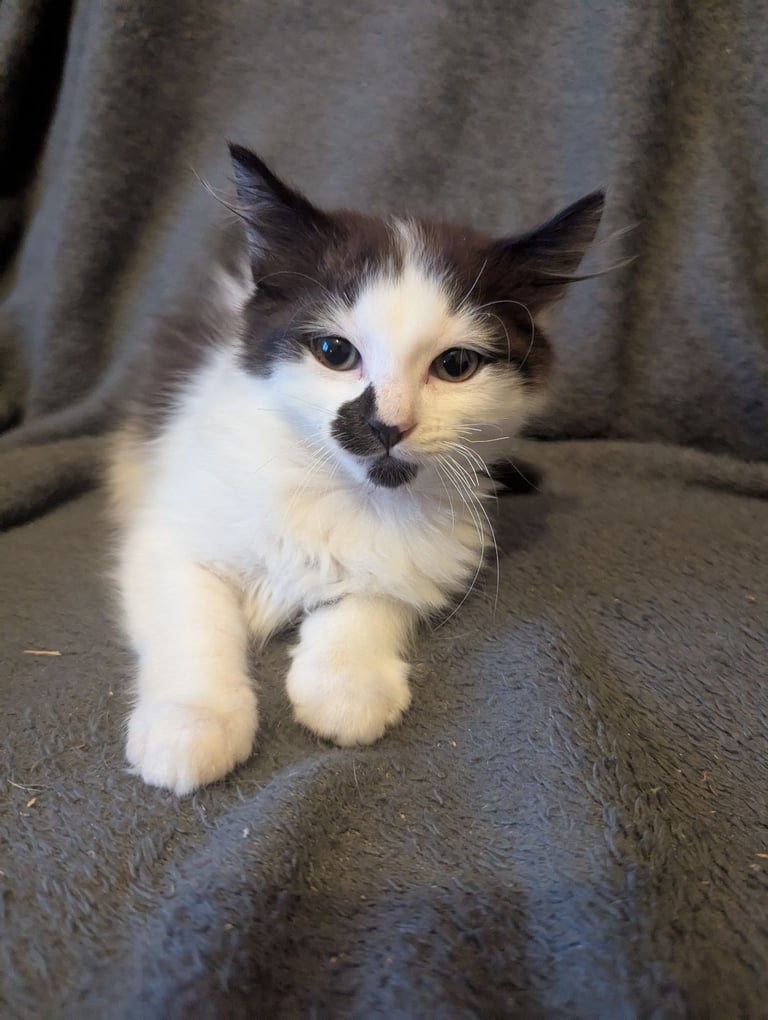 5 beautiful kittens ready for their forever homes