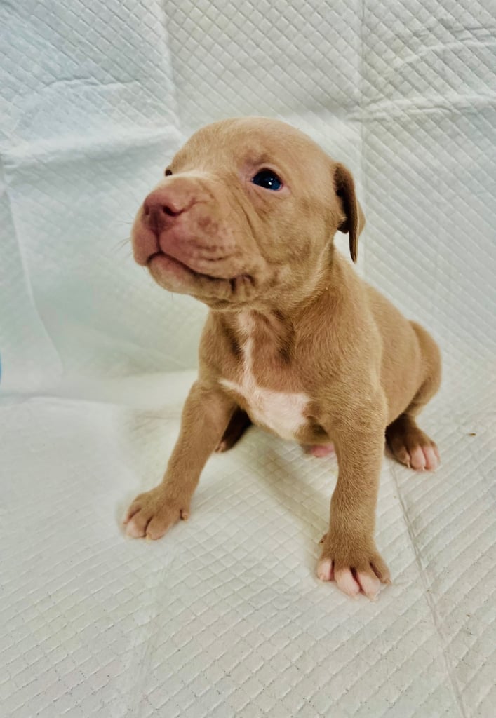 Medium American bully -XL are banned, these are NOT!