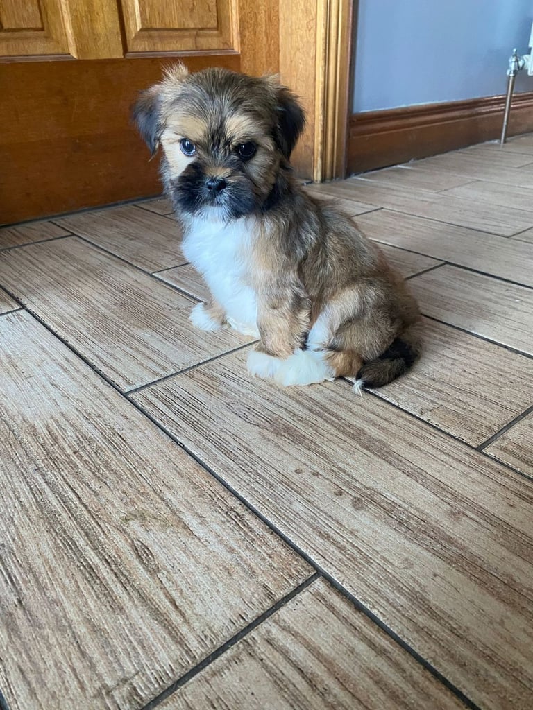 Lhasa apso pups 