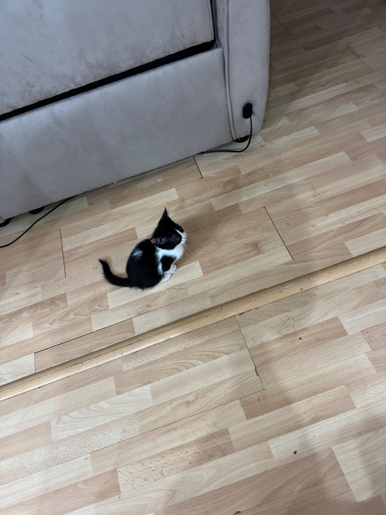 Adorable kittens to re-home