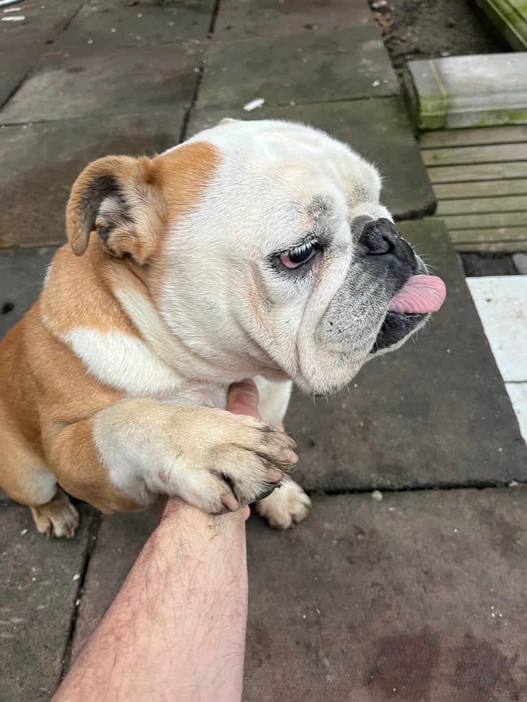 2 x English Bulldogs - 6 weeks free insurance 